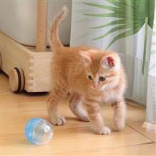 あれから一週間の子猫物語
