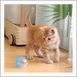 あれから一週間の子猫物語