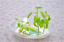 ミラクルリーフさん 鉢植えに。
