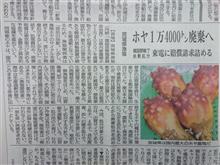 宮城県のホヤが大量に処分されたようです。。。 宮城県のホヤが大量に処分されたようです。。。