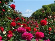 バラと富士山