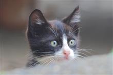 天使すぎる？小猫（仮）