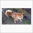 洗犬とレボリューション（犬ブログ）