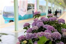 伊豆急、スーパービュー踊り子号へ乗りに、下田にドライブへ行こう。　紫陽花も楽しみながら。　伊豆急前編
