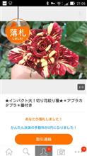 嫌いの反対は・・・