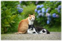 雨ときどき猫…