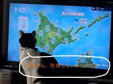 シマエビを買いに