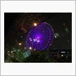Redhorse OSAKA WHEEL