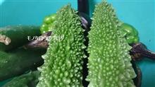 夏野菜 夏野菜