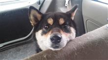 たまちゃんの妊娠♪気が付いたよ(*^^)v　（犬ブログ）