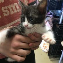 我が家ににゃんこがやってきた! 我が家ににゃんこがやってきた!