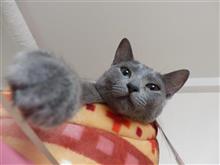 猫たちのホームドクターになる！？　（猫ブログ）