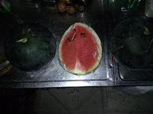 スイカ収穫っ♪