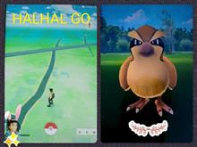 HALHAL GO!?