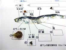 ちょー楽しい♪ ニボシの解剖。 ちょー楽しい♪ ニボシの解剖。