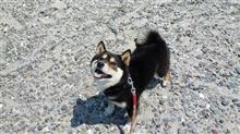 たまごの赤ちゃん産まれたワン♪　（犬ブログ）