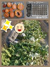 ドライトマト＆ブロ・キャベツ種蒔