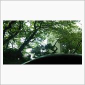木漏れ日、そして蝉時雨