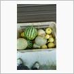 夏野菜