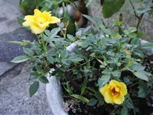 薔薇 薔薇