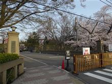 上田城と桜！