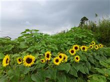 今日のひまわり🌻！ 8月1日