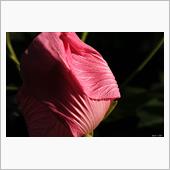 今期　最初の芙蓉　#hibi ...