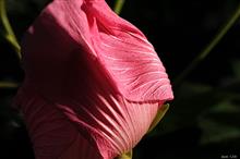 今期　最初の芙蓉　#hibiscus #hibisco