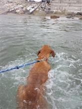 きなこ水泳中!？