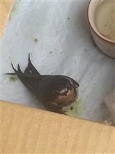 ツバメの介抱