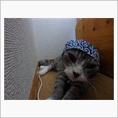 ねこ泥棒