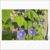 morning glory