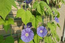 morning glory morning glory