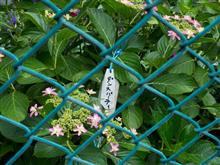 夏祭り イカ焼き片手に コモエスタ!?の巻