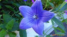 今朝の花達