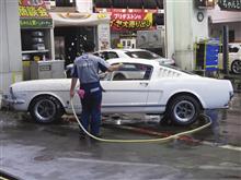 今日もアーリーマスタング