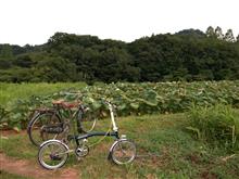 シェイクダウン