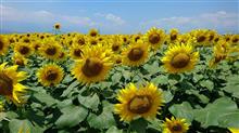 ハイジの村   ひまわり畑