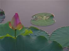 Lotus・・・ Lotus・・・