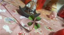 クローバーのおすそ分け🍀