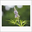 「ハーブ」でもあり「花木」でもある植物♪
