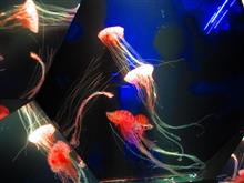 九十九島水族館 海キララ & 九十九島八景 船越展望所☆彡 九十九島水族館 海キララ & 九十九島八景 船越展望所☆彡