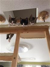 こんなに大きくなりました(^-^) こんなに大きくなりました(^-^)