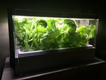 Green Farm 第３回目栽培