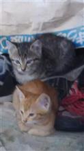 おはよう子猫たち