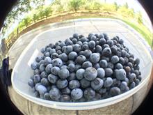 今年最後のBlueberry picking