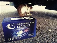 無理やりLEDヘッドライト｡｡｡(^◇^;)