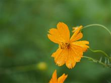 今や野生化しているほどの花 