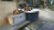 ねごとか