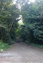 犬山・本宮山林道